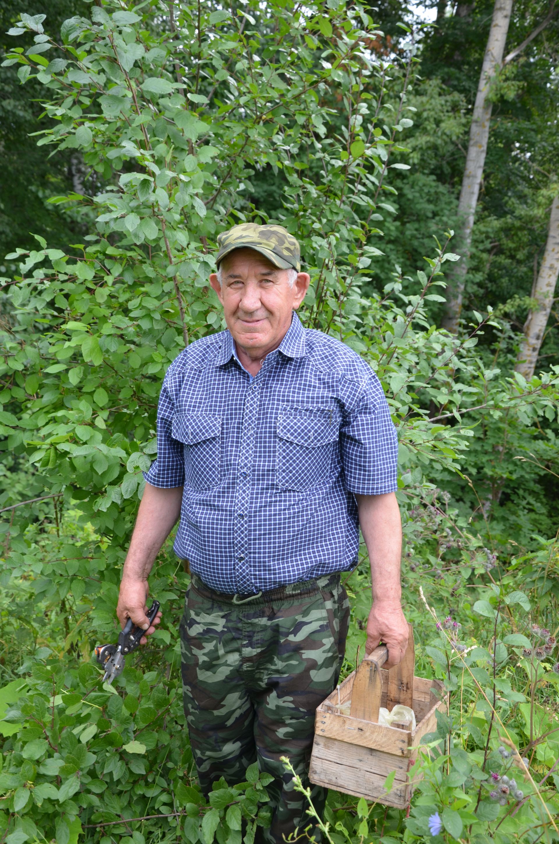Доргадан Герман дәдәй агачларның сортларын үзгәртә