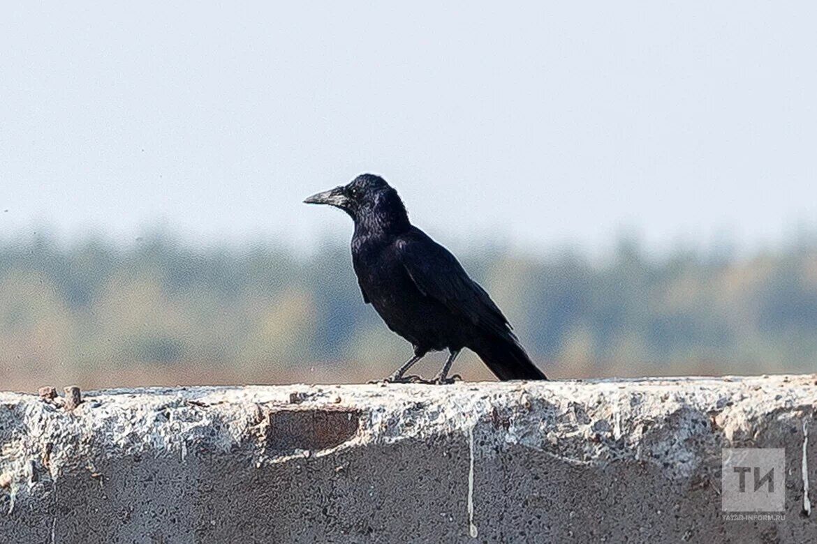 Иске Гришкин авылында язып алынган мәзәкләр