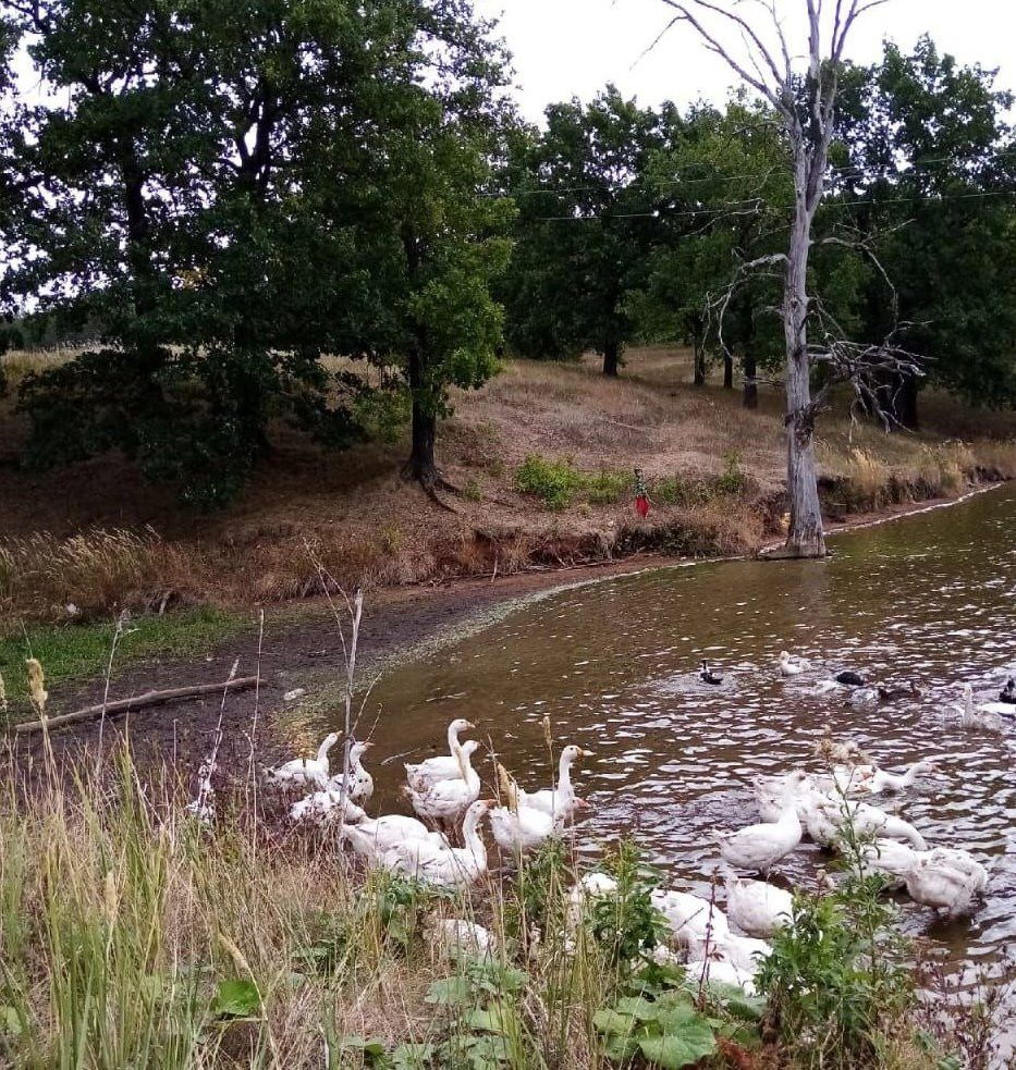 «Аланым — татлы баланым»: Алан авылы тарихы