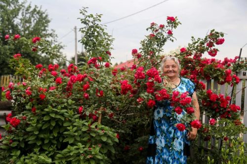Питрәчтән карендәшебез Федора Журавлева: “Гөлләр йортны бизәп кенә калмый, ә шифа да бирә”