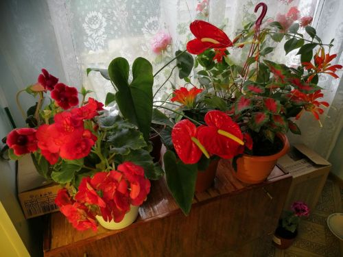 Питрәчтән карендәшебез Федора Журавлева: “Гөлләр йортны бизәп кенә калмый, ә шифа да бирә”