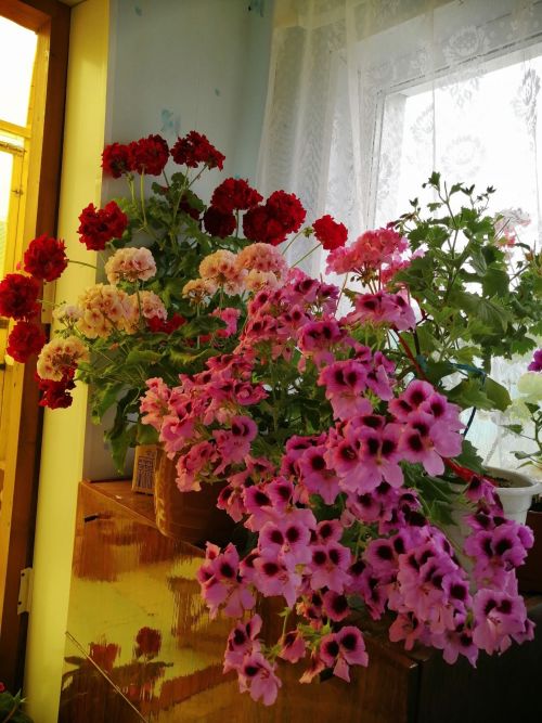 Питрәчтән карендәшебез Федора Журавлева: “Гөлләр йортны бизәп кенә калмый, ә шифа да бирә”