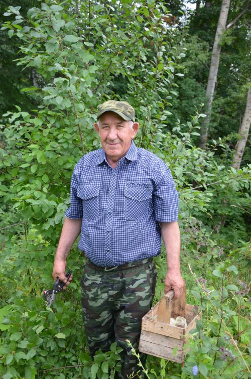 Доргадан Герман дәдәй агачларның сортларын үзгәртә