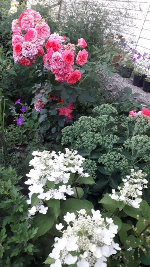 Зәйдә яшәүче Екатерина Лабашова - йөз төрле һөнәр иясе