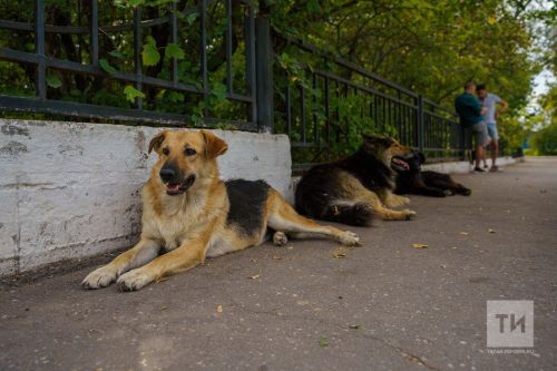 Татарстанда йортсыз хайваннарны ашатуны тыярга мөмкиннәр
