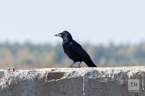 Иске Гришкин авылында язып алынган мәзәкләр