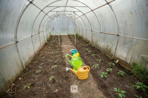 Теплицадагы җирне фитофтордан эшкәртү ысуллары