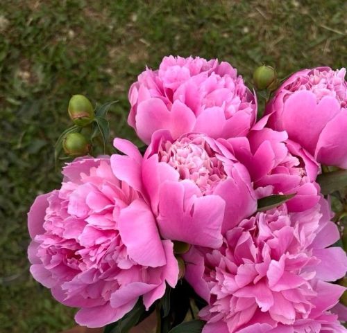 Кыштан пион тизрәк тернәкләнеп китсен өчен киңәшләр