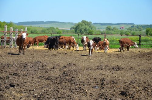 Сарман районының Ләке, Дружба һәм Түбән Чыршылы авыллары