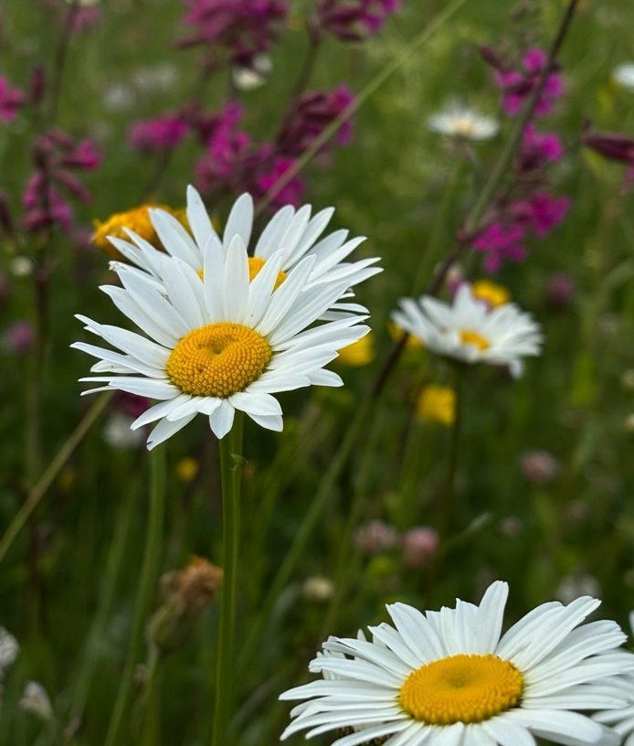 Йолдызнамә: әкрен генә барган эшләр дә нәтиҗәсен күрсәтә башлар