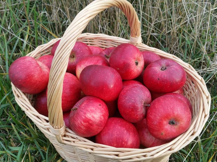 Притча «Красные яблоки»