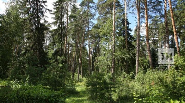 В Татарстане по нацпроекту”Экология” на сохранение лесов потратят около 200 миллионов рублей