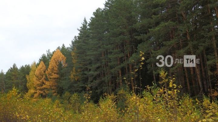 За прошлый год по национальному проекту «Экология» восстановили более 2,5 тысяч гектаров леса