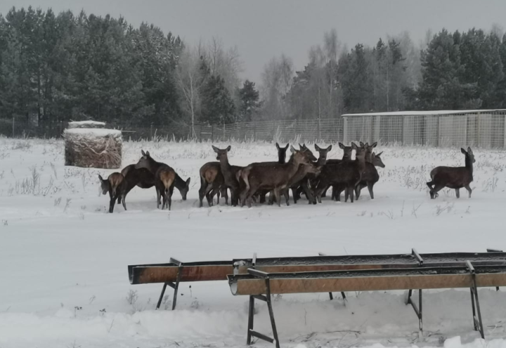 В поселок Красная Горка Елабужского района завезли благородных оленей