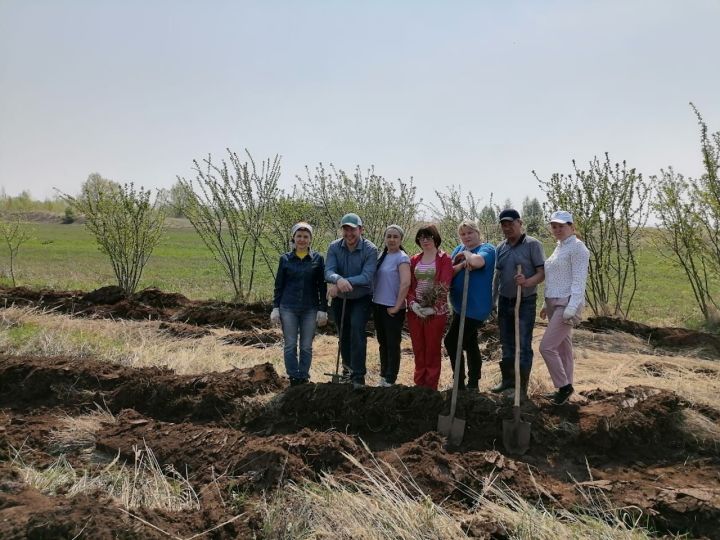 Вблизи деревни Сетяково посадили 2600 деревьев