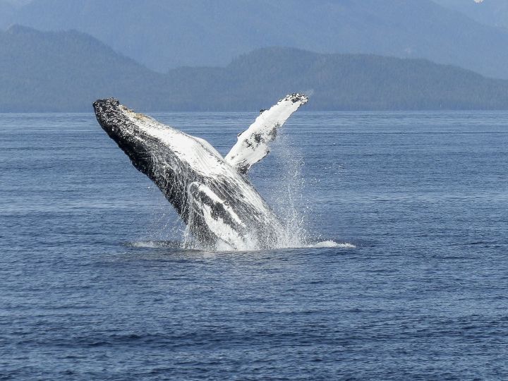 Уш китмәле дөнья: зәңгәр китның йөрәге - 600 кило, иң мәрхәмәтсез ана - кыр кәҗәсе
