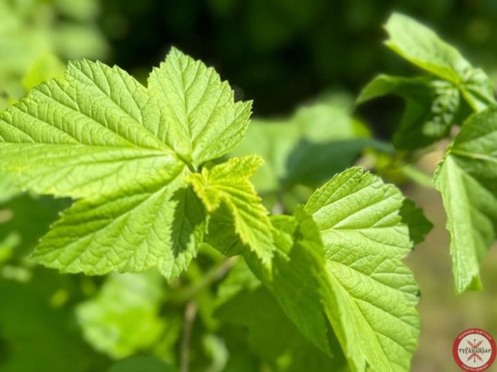 Карлыган яфрагының организмга файдасы булсын өчен ничек кулланырга?