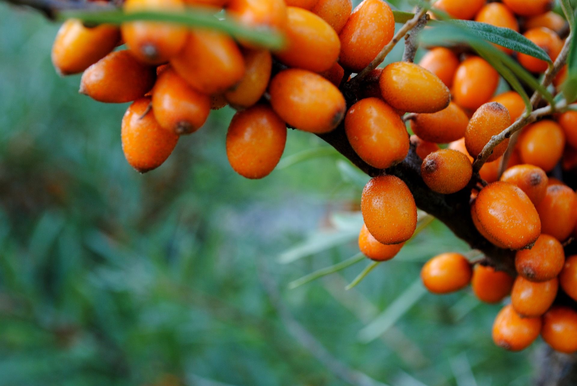 Красная облепиха. Sea-Buckthorn (облепиха). Древесина облепихи. Ветка облепихи с плодами. Тонна облепихи.