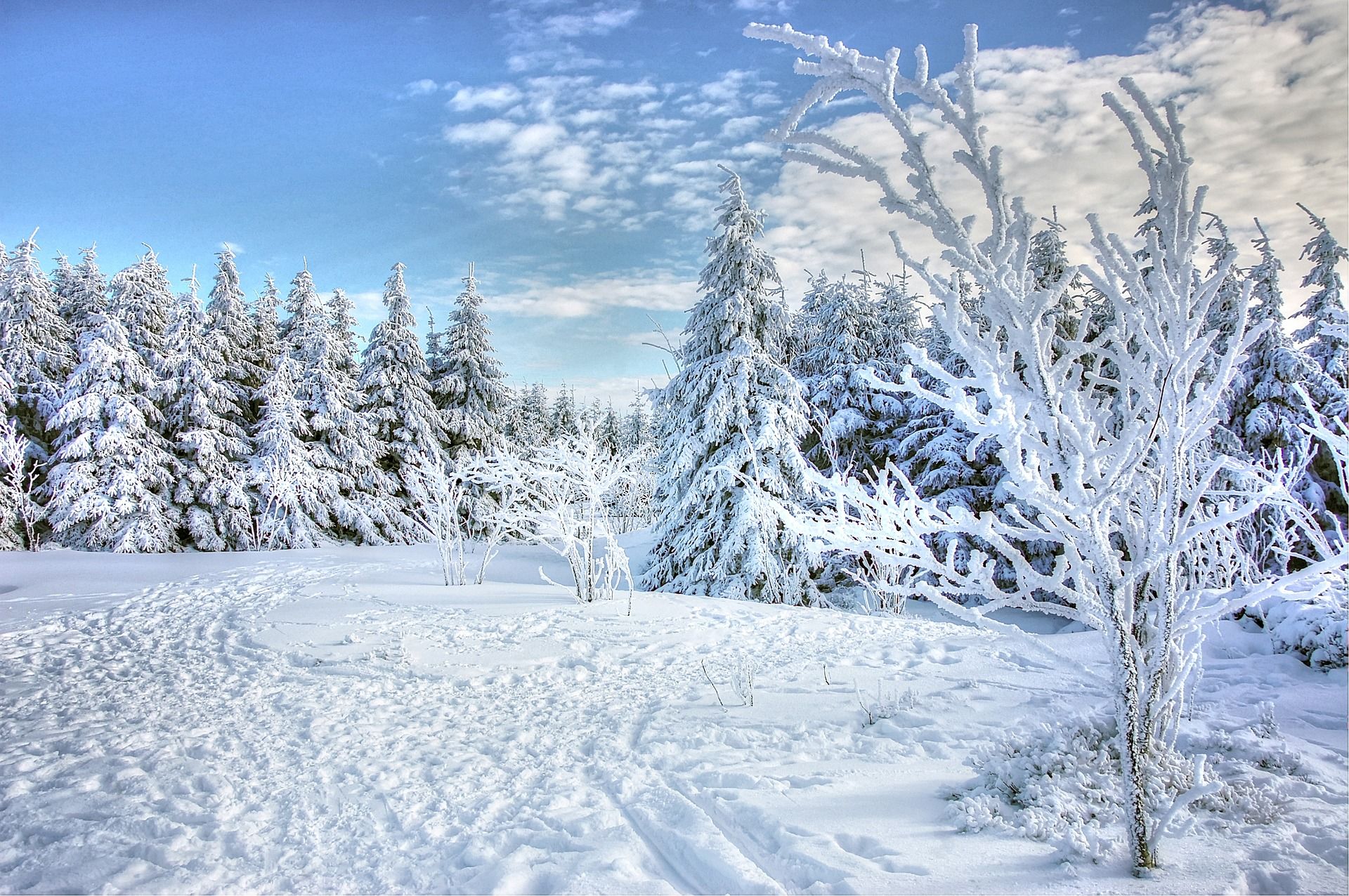 Frosty winter. Снежная зима. Зима Мороз. Снежная зима фото. Зима снегопад.