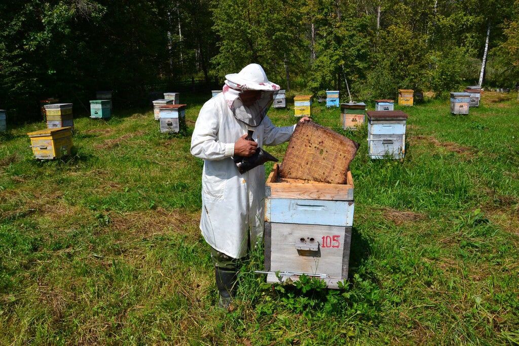 В Дуртмунчинском сельском поселении трудятся пчеловоды - специалисты своего дела