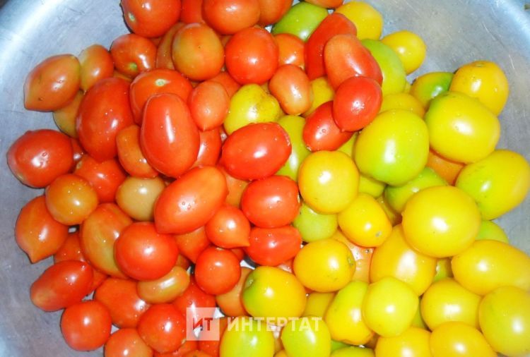 Кышка томат согы ясау ысулы