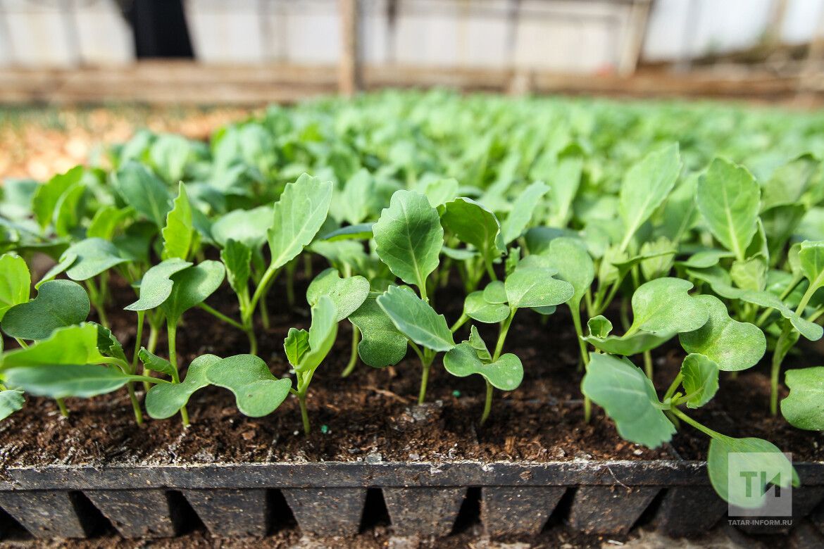 Кайчан нәрсә чәчәргә?
