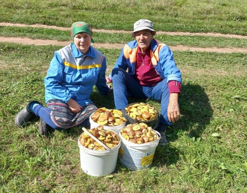 Колбагыштан Мария Яковлева: “Гөмбә җыю үзе җан рәхәте бит”