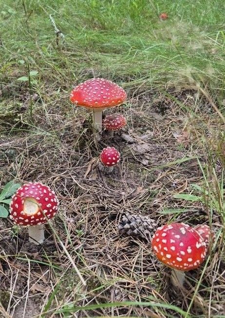 Колышчы авылыннан Валентина Максимовадан көзге матур фотолар