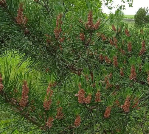 Кырбаштан Роза Зәкиева нарат күркәсеннән варенье ясавын сөйләде
