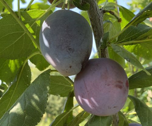 Слива кайнатмасы