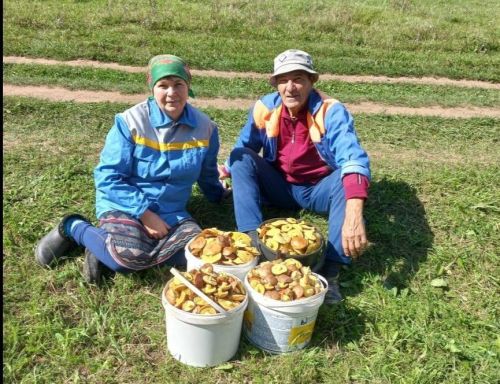 Колбагыштан Мария Яковлева: “Гөмбә җыю үзе җан рәхәте бит”