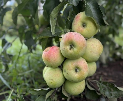 Алмадан кышка төрле ризыклар әзерләү өчен рецептлар