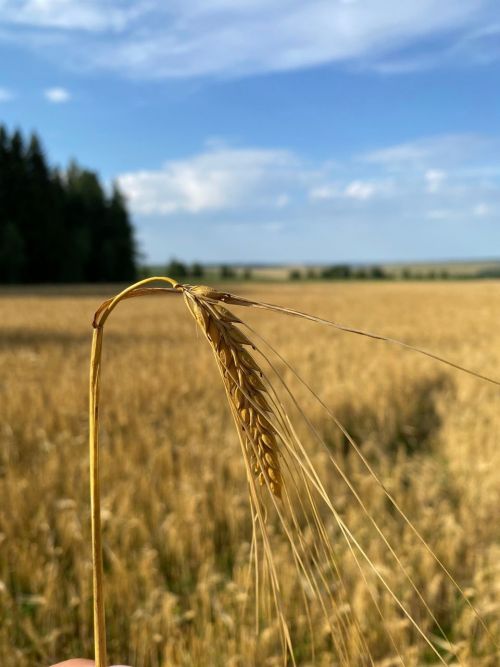Спасларны озат - көзне каршы ал