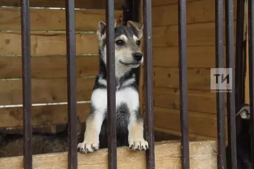 Татарстанда 1 июльдән яңа штраф барлыкка килергә мөмкин