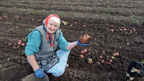Бирдебәктән 81 яшьлек Вера түти: “Питрау көнне алып карап, бәрәңге уңышын чамалап була”