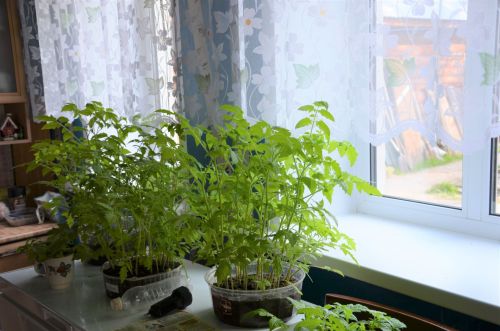 Питрәч районының Керәшен Сәрдәсе авылыннан фоторепортаж