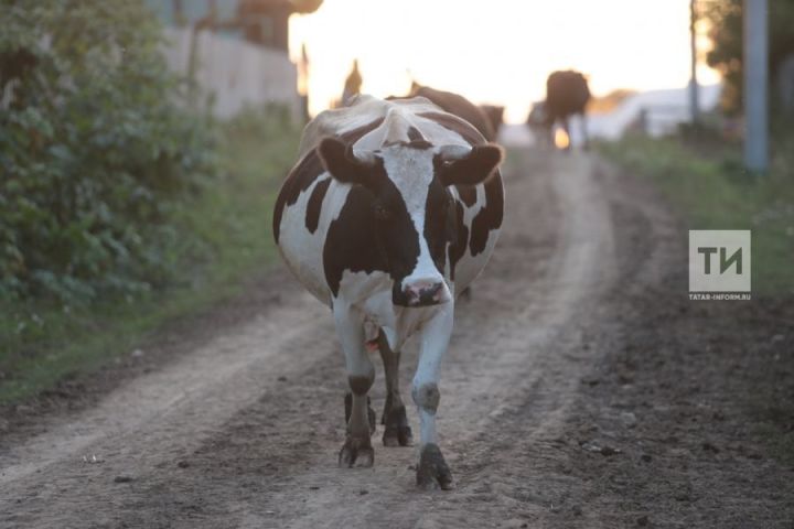 Жители Старотябердинского поселения содержат в своих хозяйствах 234 головы КРС и 86 коров