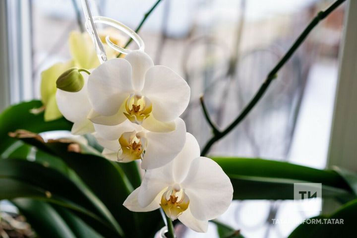 Орхидея сайлау һәм тәрбияләү буенча киңәшләр
