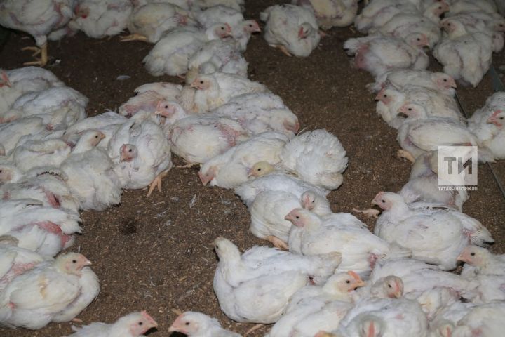 Татарстанцев предупредили об угрозе птичьего грипп