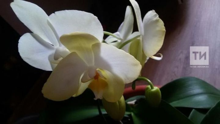 Орхидея сарымсак ярата