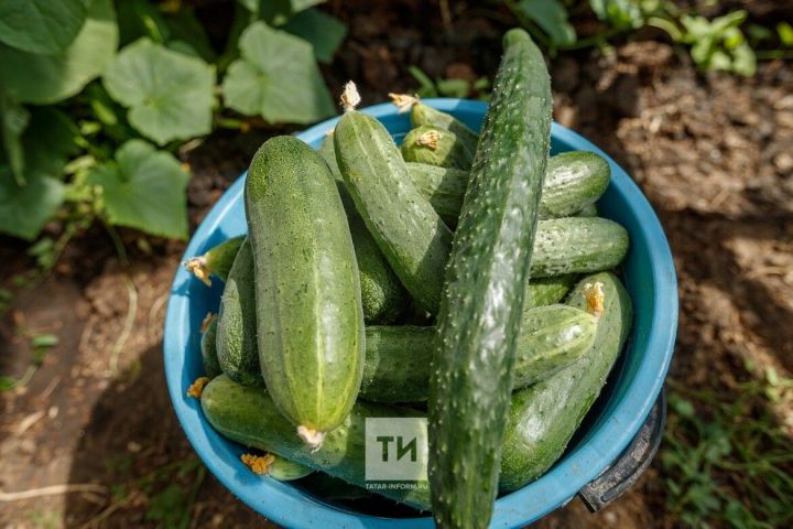 Ачы кыярларны тозларга буламы?
