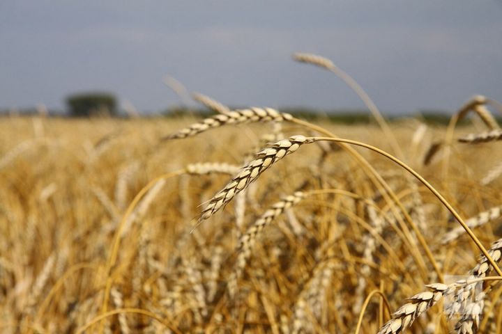 Россиядән иң күп ашлыкны Төркия сатып ала