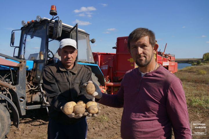 Агроном Александр Михайлов около десяти лет занимается выращиванием картофеля