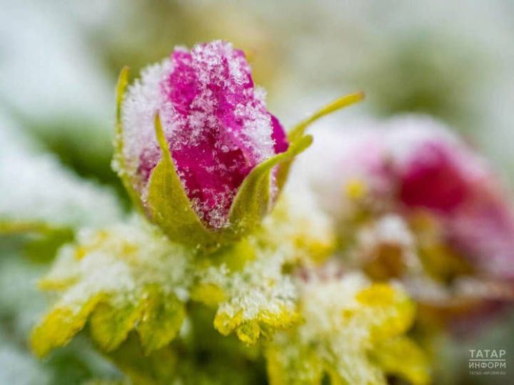 Ноябрь аена халык сынамышлары:  иртәдән бәс - карлы кышка ишарә