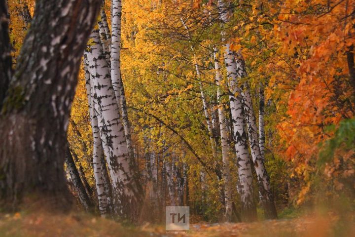 Ауган агачларны урман фондына карамаган территорияләрдә генә җыярга ярый