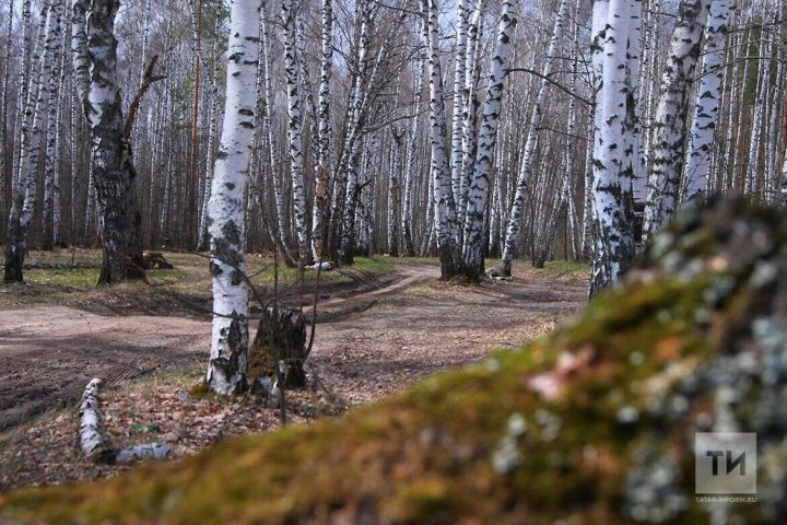 Каен суының организмга файдасы: кан басымын нормага сала, стрессны киметә, ябыгырга булыша