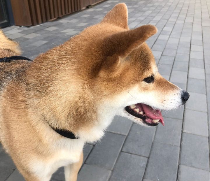 1 июльдән этләрне теркәүнең яңа кагыйдәләре үз көченә керә